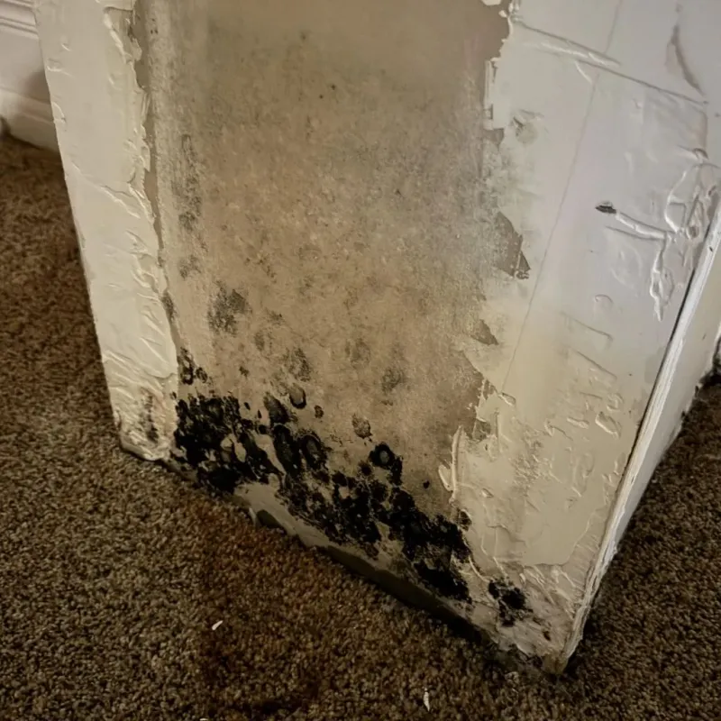 Professional Mold Removal in Tom Green County, TX